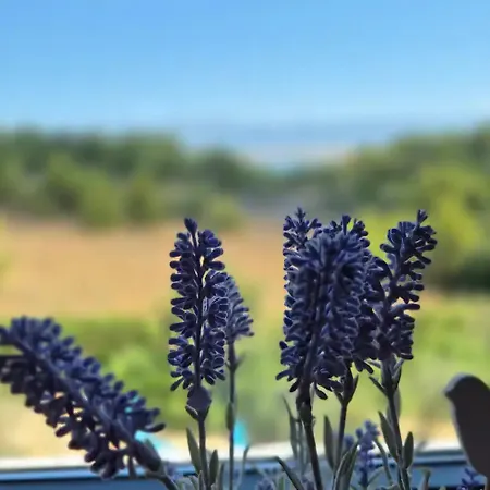 Adriatic Nature Vir